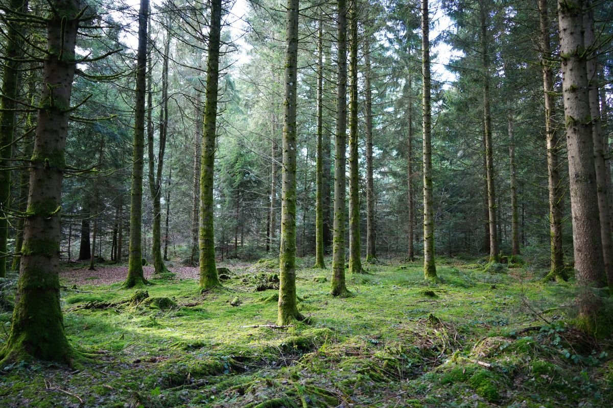 Puits de carbone : le rôle essentiel des forêts françaises