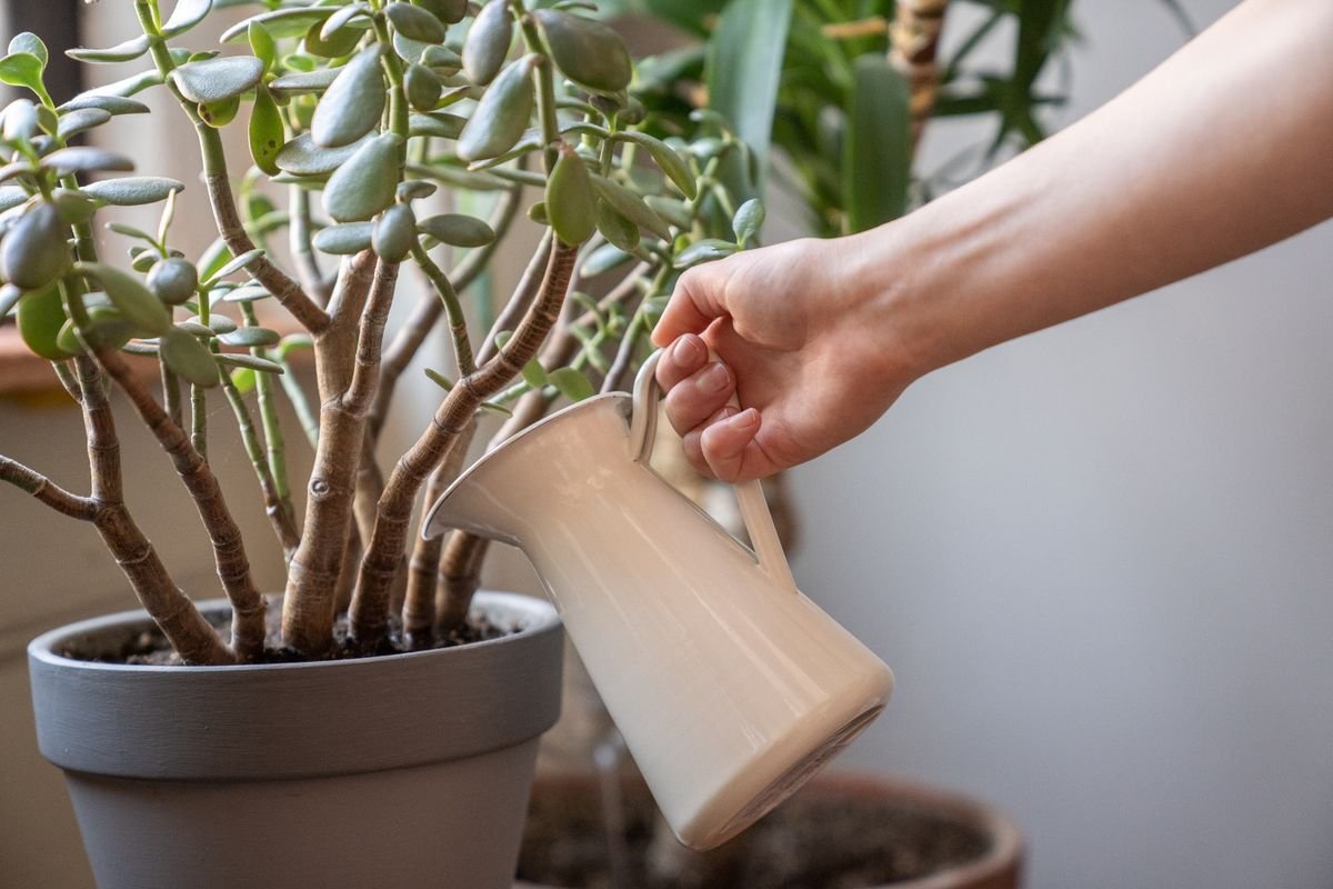Arbre de jade : entretien, arrosage et taille