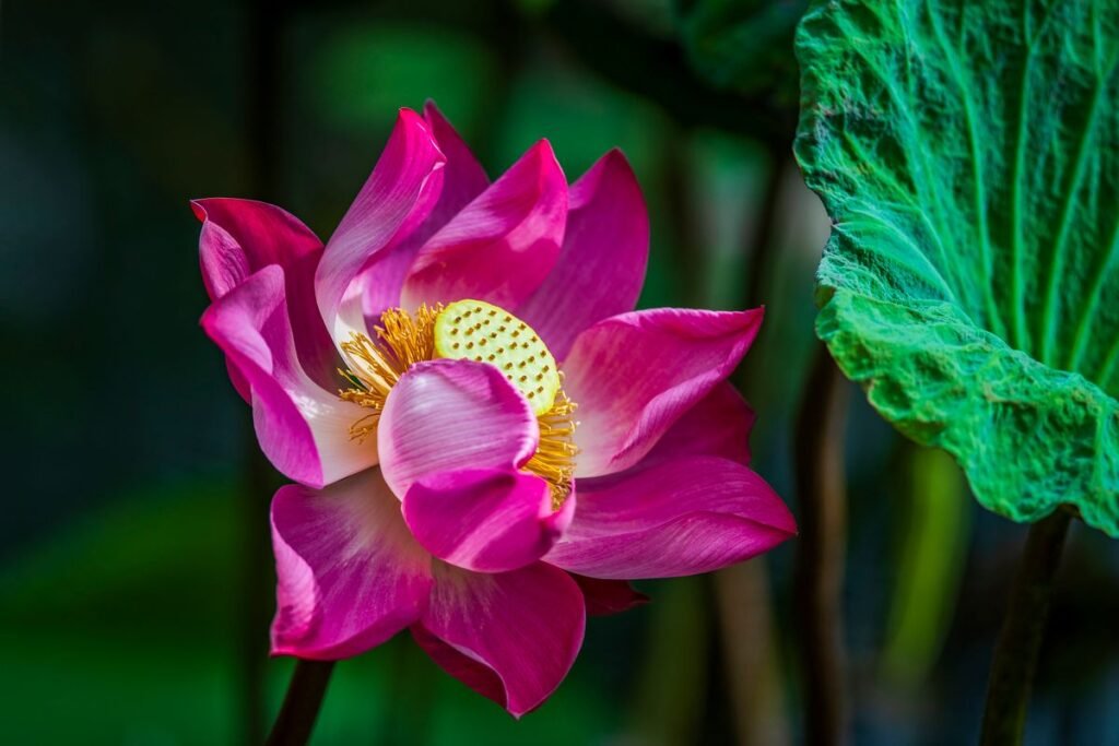 Fleur de lotus : symbolique, culture et entretien