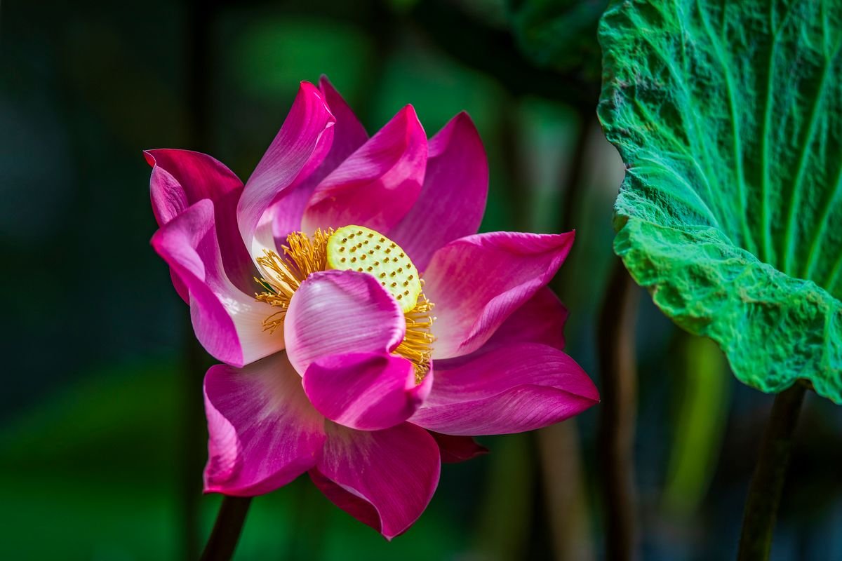 Fleur de lotus : symbolique, culture et entretien