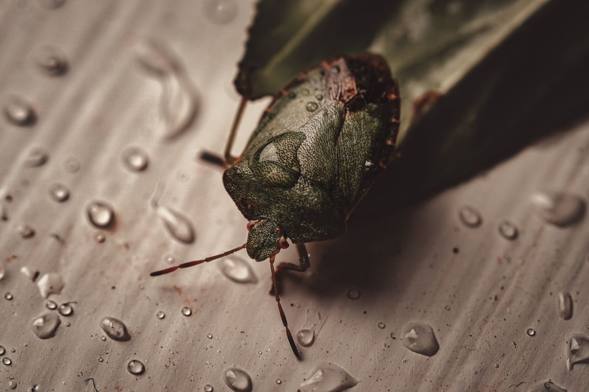 Insecte d’humidité dans la maison : causes et solutions durables