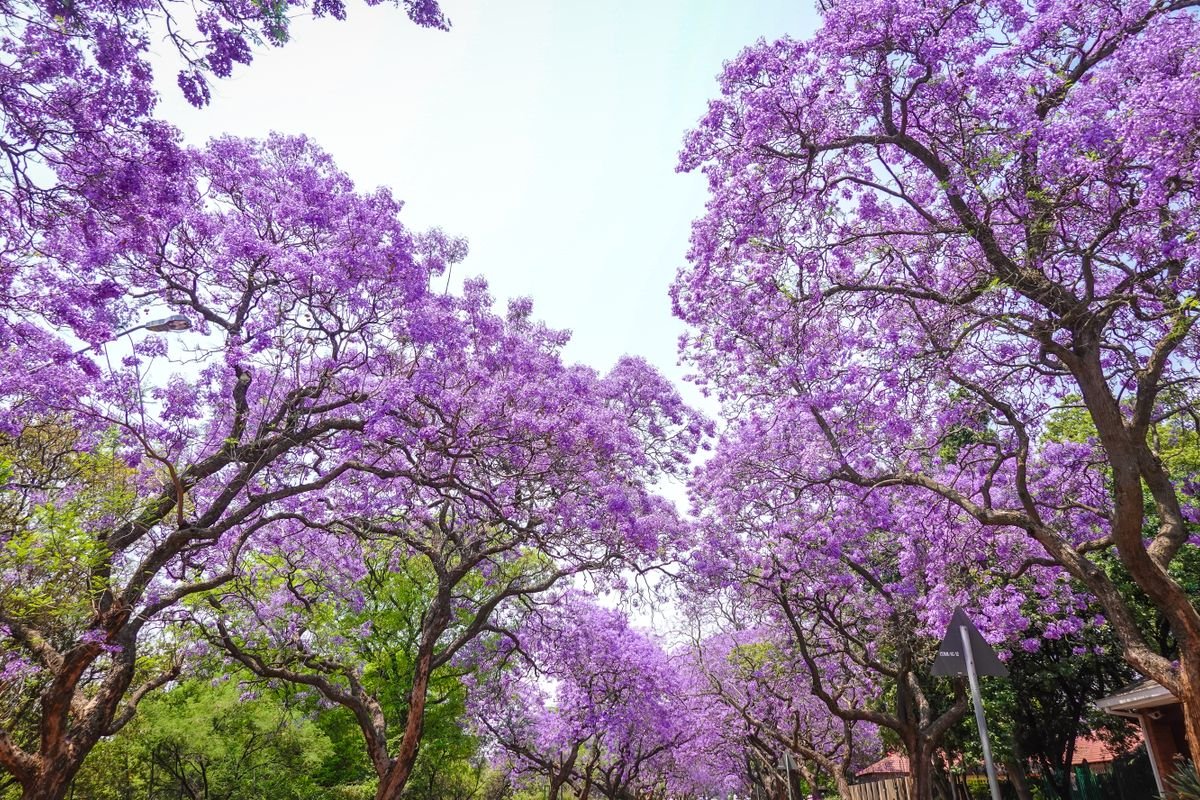 Jacaranda : culture, floraison et entretien