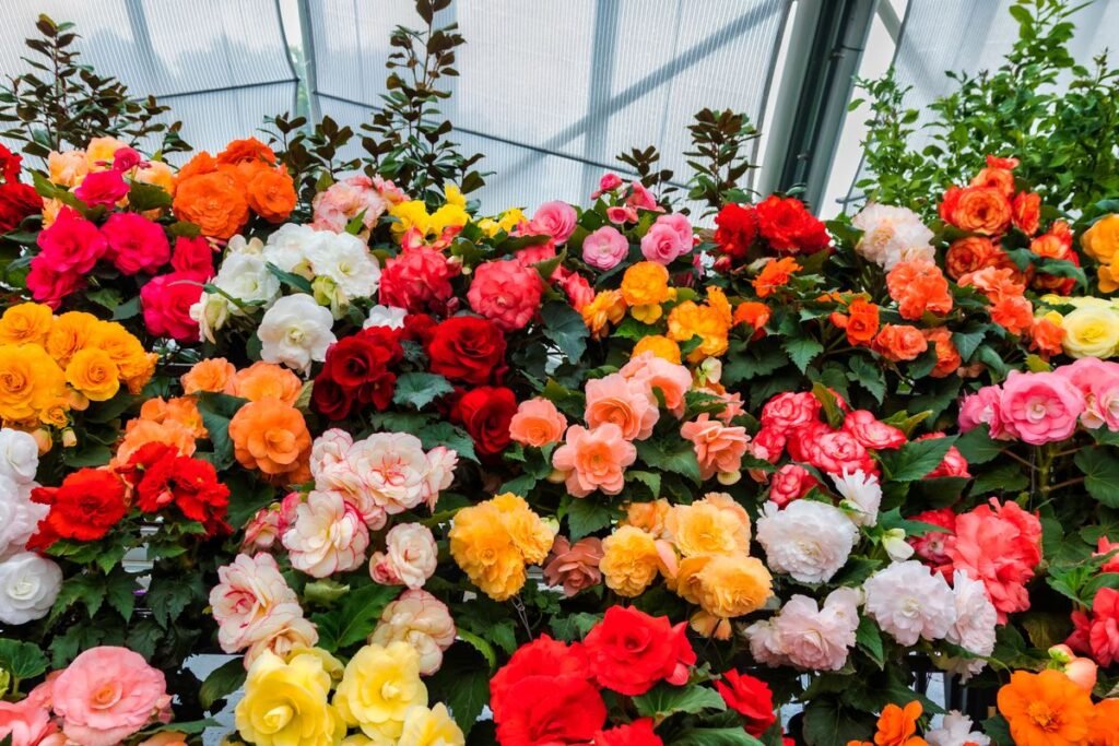 Les variétés de bégonias : le guide pour choisir