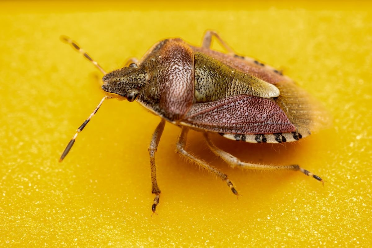 Petit insecte marron dans la maison : que faire ?