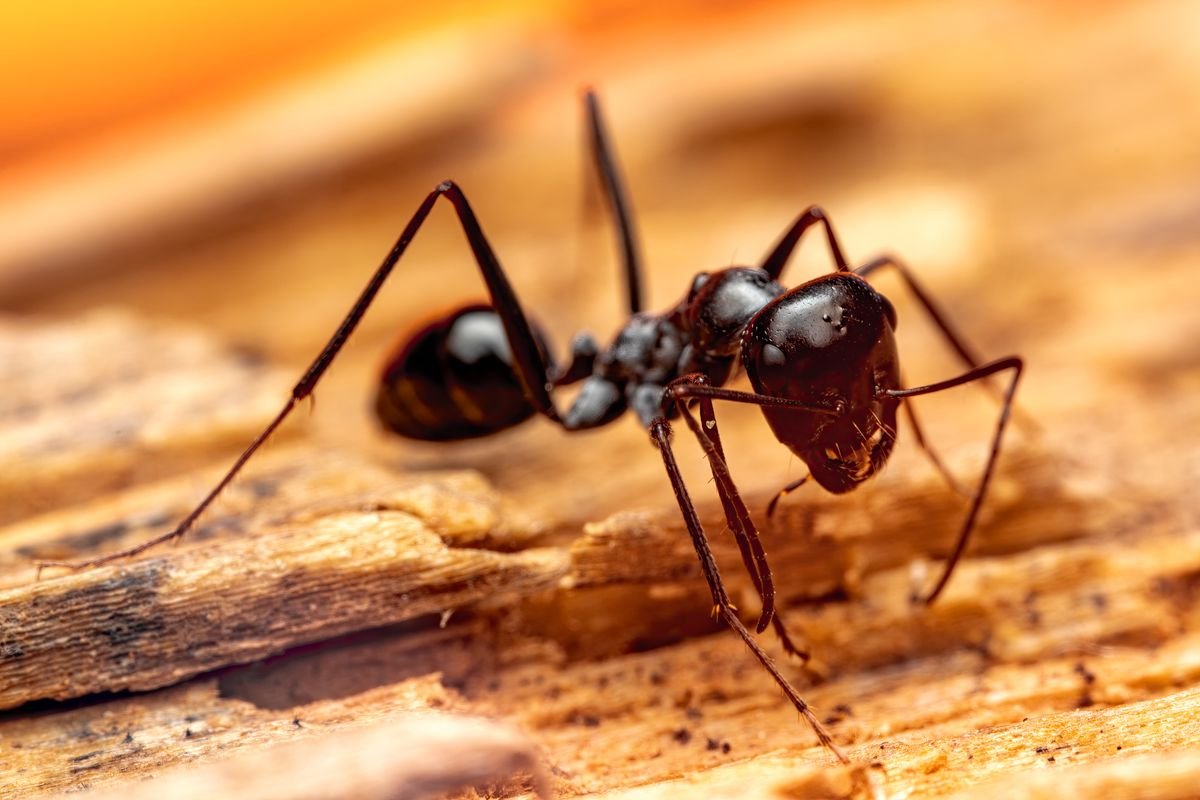Petit insecte noir dans la maison : l’identifier facilement