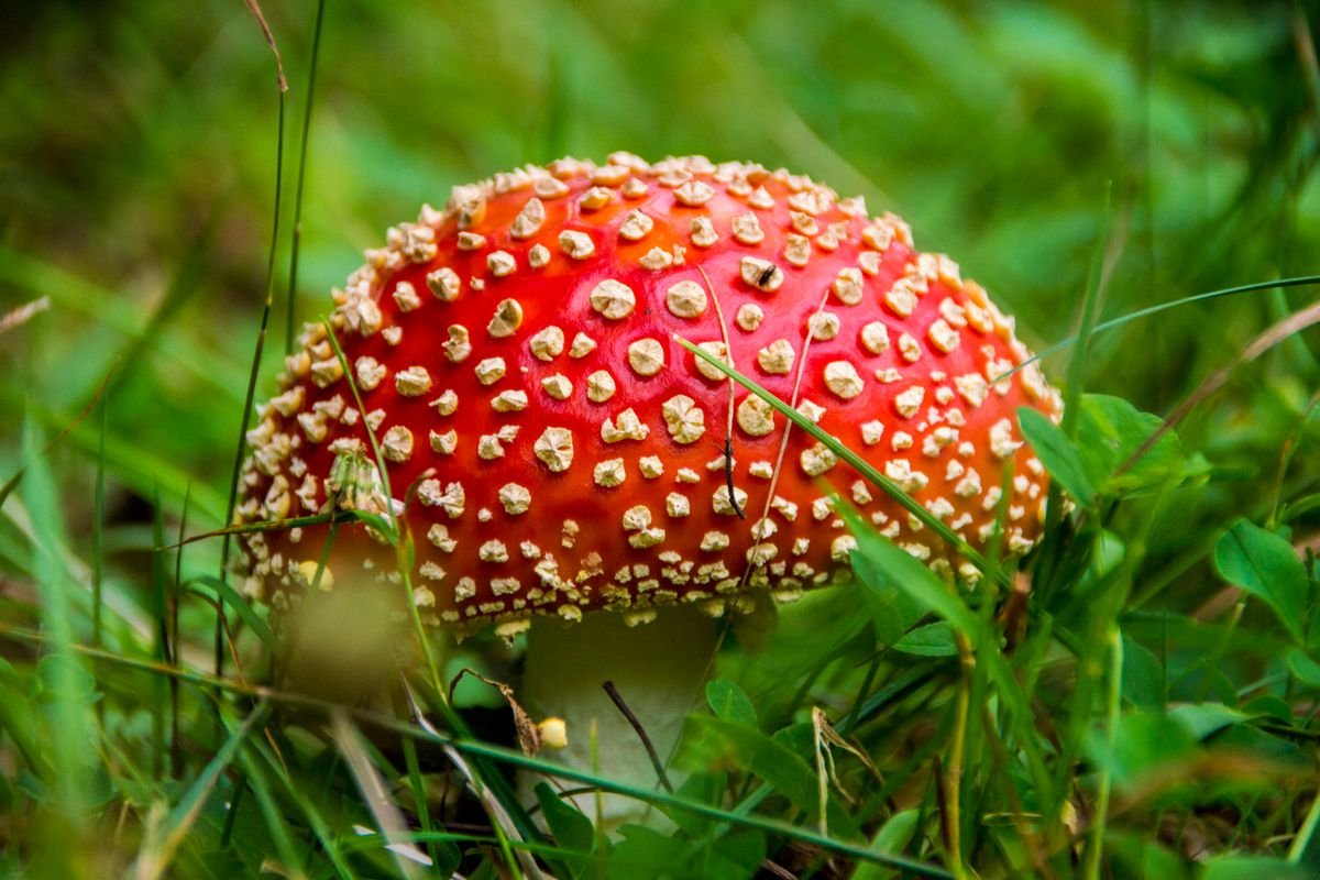 Pourpier : toxique ou comestible ? Le vrai du faux