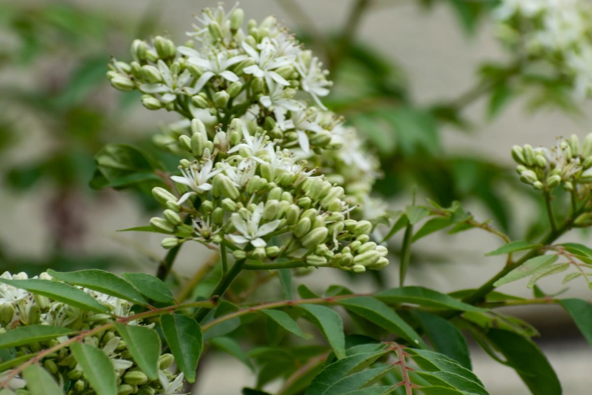 Savonnier : plantation, entretien et floraison