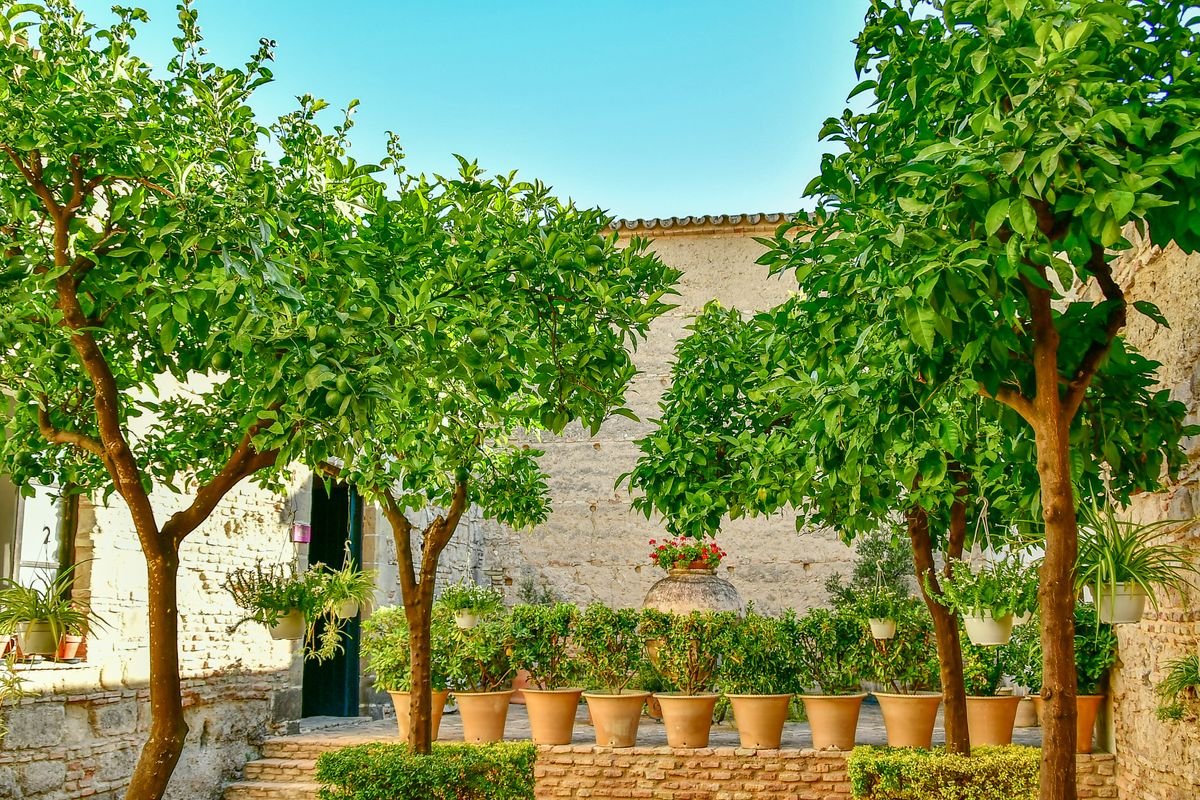 Tailler un citronnier en pot : quand et comment le faire correctement
